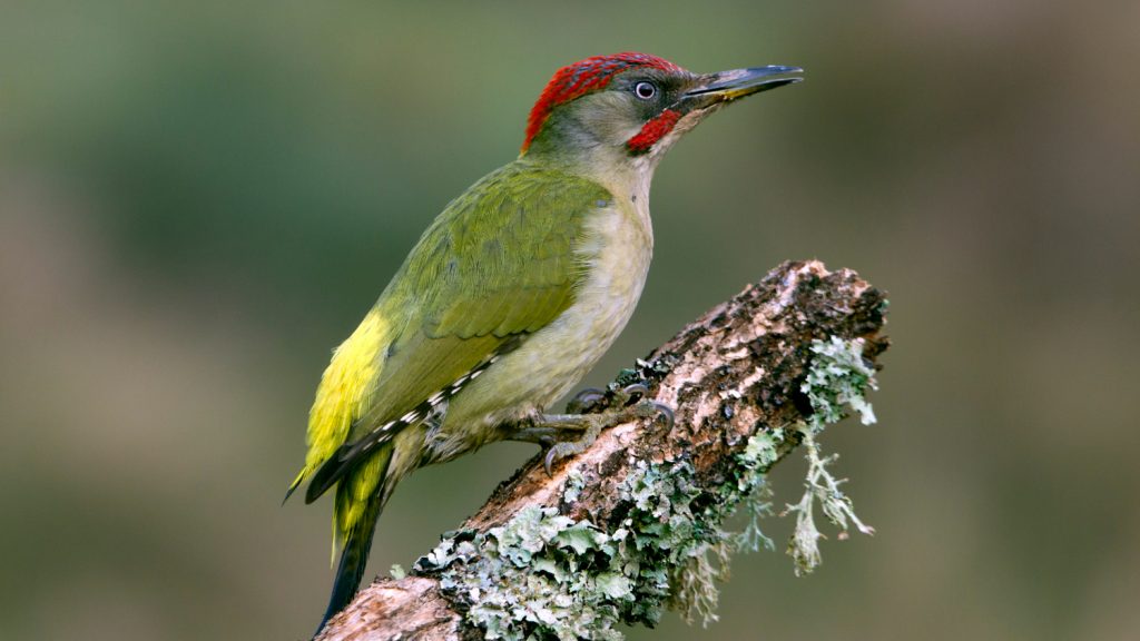 A picture of a bird.